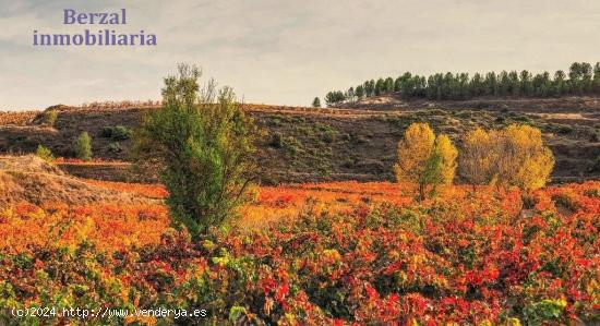 Viñas en Baños de Ebro, Rioja Alavesa - ALAVA