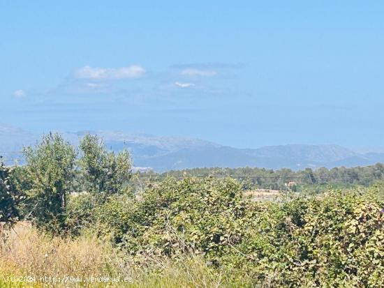 MAGNÍFICO SOLAR URBANO EN SINEU - BALEARES