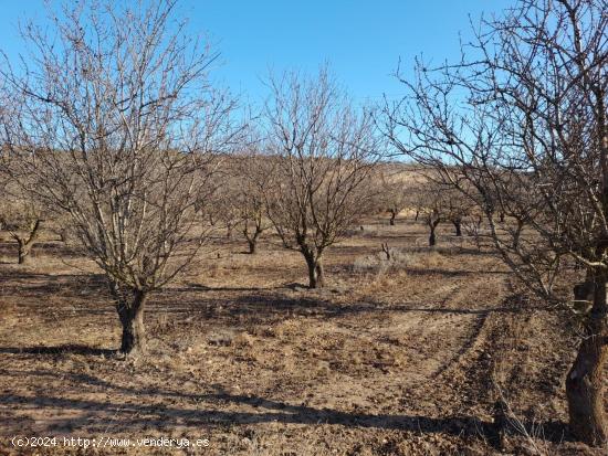  OPORTUNIDAD FINCA RUSTICA A PIE DE CARRETERA n-420 EN CORBERA D´EBRE - TARRAGONA 