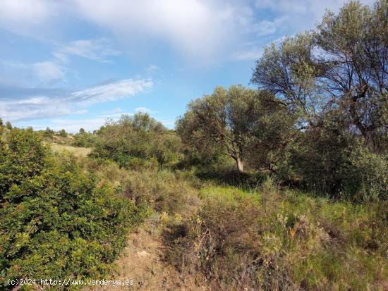 OPORTUNIDAD FINCA AGRICOLA DE 2 HAS EN VINEBRE - TARRAGONA