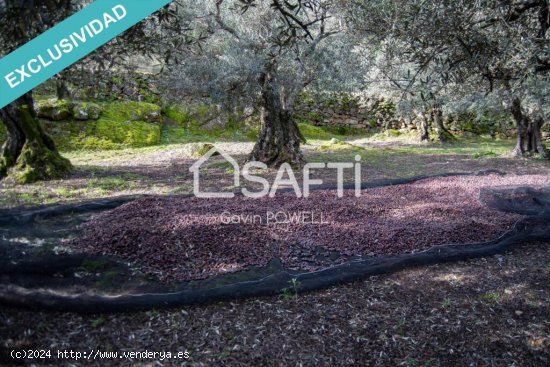 Descubre la magia del olivar en el corazón de la Sierra de Gata