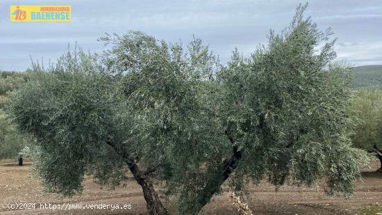  Olivar llano con muy buena tierra - CORDOBA 