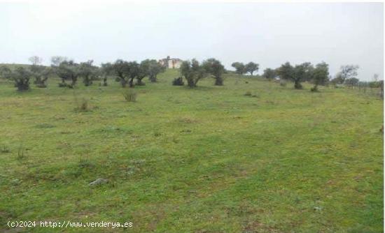 TERRENO URBANIZABLE EN PLASENCIA - CACERES