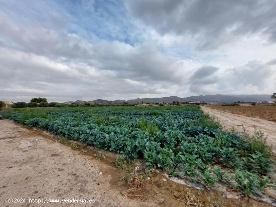 Parcela en Marchena - MURCIA