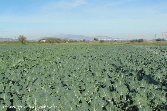 Se vende finca en producción con riego tradicional de 200 tahúllas en catral. En la actualidad est