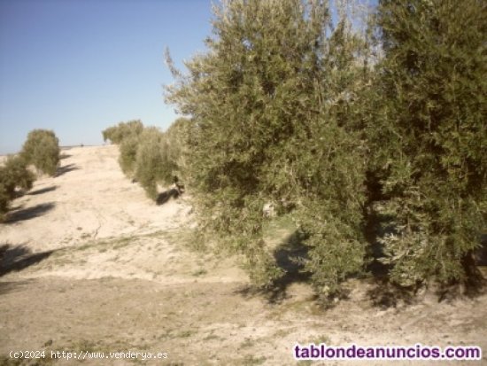 Suelo rústico en Venta en Arjona Jaén