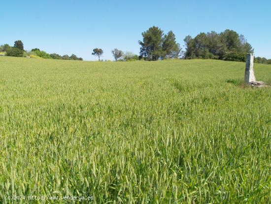Terreno rural para construir en Santa Margalida, Mallorca - BALEARES