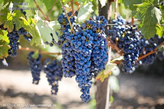 VIÑAS.2,3 hectáreas de viñedos en Laguardia, Álava - ALAVA