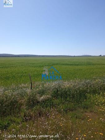  REF: C175 INMOBILIARIA LA MANCHA VENDE TERRENO RUSTICO DE LABOR EN TARAZONA DE LA MANCHA - ALBACETE 