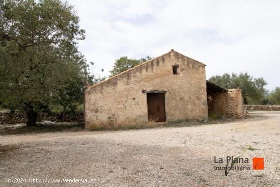  FINCA DE OLIVOS EN VENTA EN LA GALERA (TARRAGONA) - TARRAGONA 