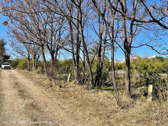  TERRENO DE HUERTA CON MUCHO ARBOLADO EN NONDUERMAS - MURCIA 