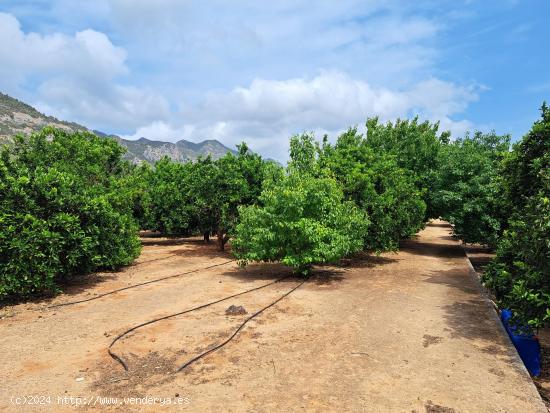 TERRENO CULTIVADO DE NARANJOS Y CON POZO PROPIO Y GOTEO - VALENCIA