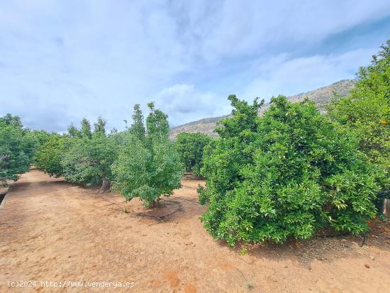 TERRENO CULTIVADO DE NARANJOS Y CON POZO PROPIO Y GOTEO - VALENCIA