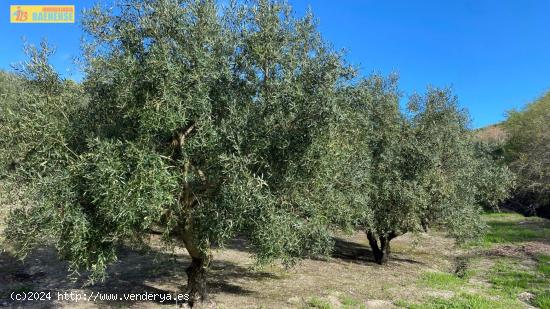  Olivar en muy buena ubicación - CORDOBA 