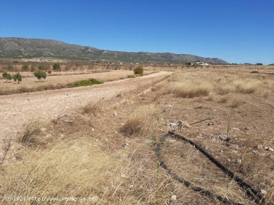 SE VENDE  TERRENO RUSTICO EN PINOSO (ALICANTE) SPAIN - ALICANTE