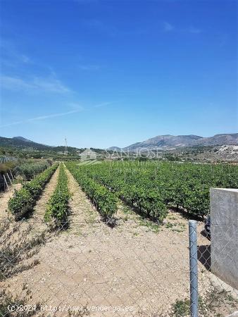  SE VENDE TERRENO EN LA ROMANA EN ZONA LA CAVA (ALICANTE) - ALICANTE 