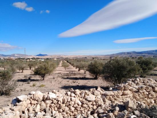  Parcela olivar en Caudete Palomares (Albacete) - ALBACETE 