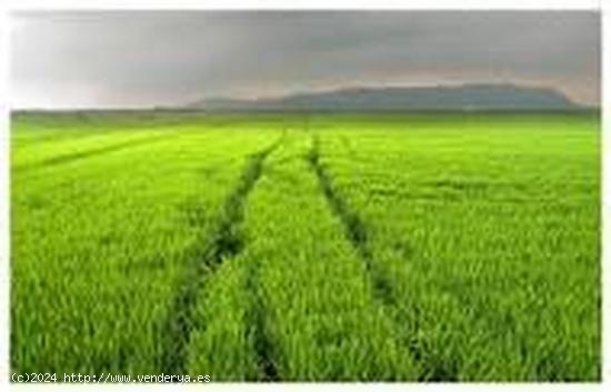  Finca de arrozal de superficie 8.573 m2. - TARRAGONA 