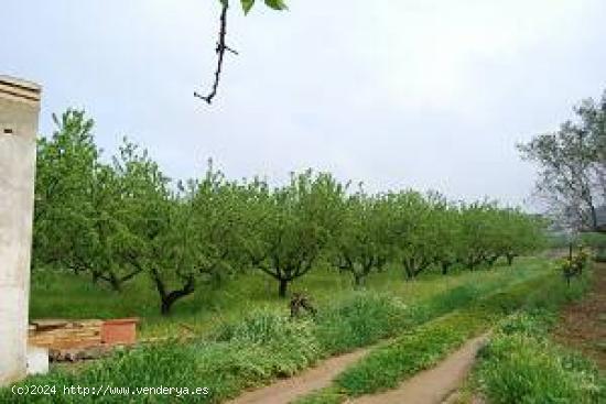  FINCA RUSTICA EN ZONA DE  REGADIO, PLANTADA DE ALMENDROS - VALENCIA 