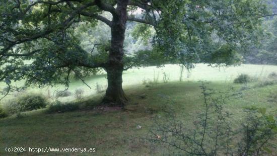 casa en ruina con terreno. - CANTABRIA