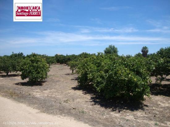 VENTA DE FINCA RUSTICA EN SOLLANA 2 hg de Navelina. - VALENCIA