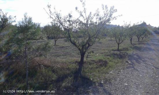 SE VENDEN PARCELAS URBANAS SIERRA DE RICOTE - MURCIA