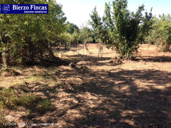 SE VENDE FINCA RUSTICA CON NAVE Y CUADRAS - LEON