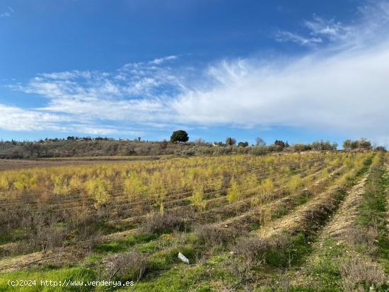  VENTA DE 21 ARANZADAS DE TIERRA CARMA CON RIEGO Y  CORTIJO CON LUZ, Y AGUA POTABLE - GRANADA 