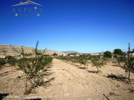 SE VENDE FINCA RÚSTICA EN ASPE - ALICANTE