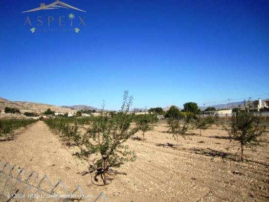 SE VENDE FINCA RÚSTICA EN ASPE - ALICANTE