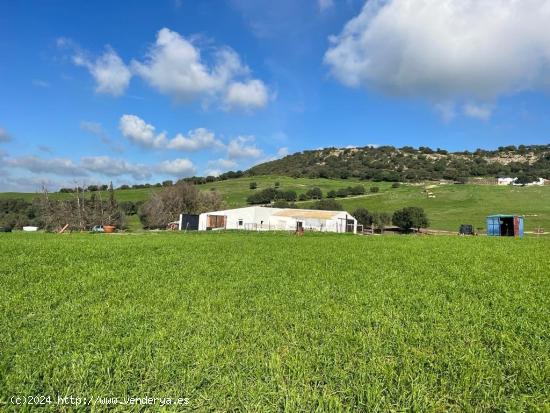 FINCA  RÚSTICA EN ZONA EL ALGAR, ENTRE VEJER DE LA FRONTERA Y MEDINA SIDONIA - CADIZ