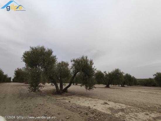 ESTUPENDA PARCELA EN EL TERMINO DE ARAHAL - SEVILLA