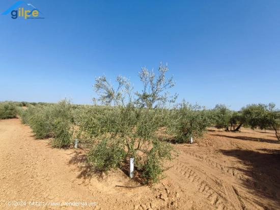 ESTUPENDA PARCELA EN LA SALIDA DE LA VENTA EL RITMO CARRETERA DE MORÓN DE LA FRONTERA - SEVILLA