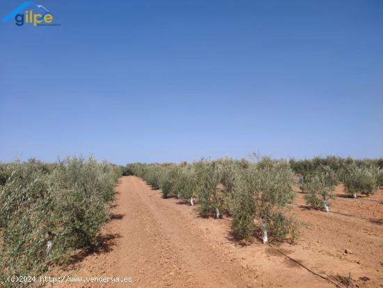 ESTUPENDA PARCELA EN LA SALIDA DE LA VENTA EL RITMO CARRETERA DE MORÓN DE LA FRONTERA - SEVILLA