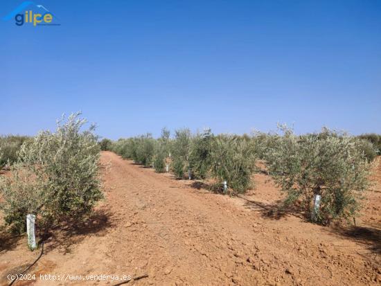 ESTUPENDA PARCELA EN LA SALIDA DE LA VENTA EL RITMO CARRETERA DE MORÓN DE LA FRONTERA - SEVILLA