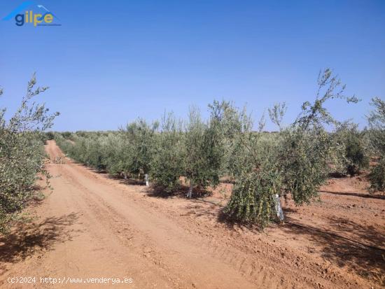 ESTUPENDA PARCELA EN LA SALIDA DE LA VENTA EL RITMO CARRETERA DE MORÓN DE LA FRONTERA - SEVILLA