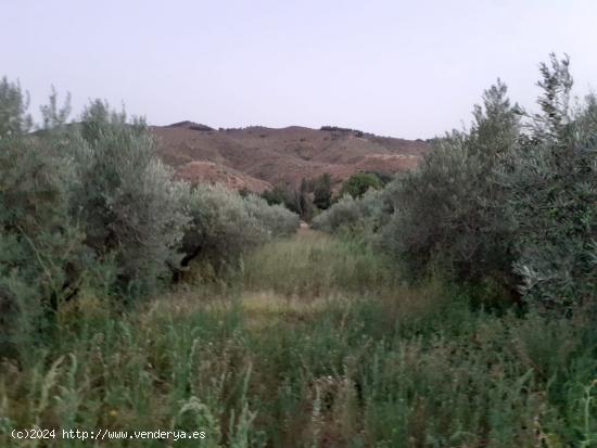 TERRENO AGRARIO EN SERÓN (ALMERÍA). - ALMERIA