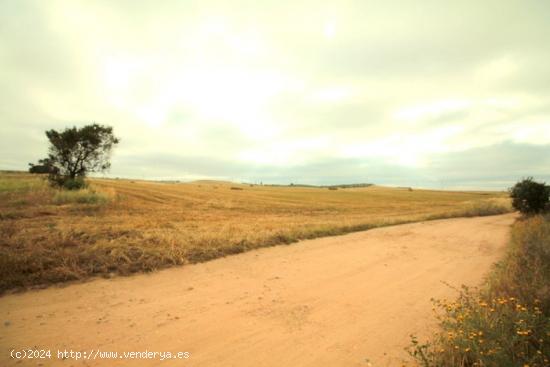 PARCELA CTRA. OLIVENZA. - BADAJOZ