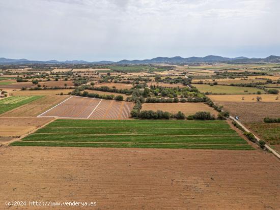 TERRENO URBANIZABLE MANACOR - BALEARES