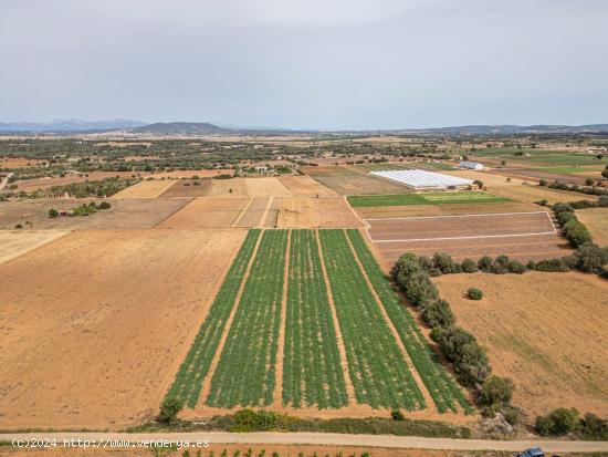 TERRENO URBANIZABLE MANACOR - BALEARES