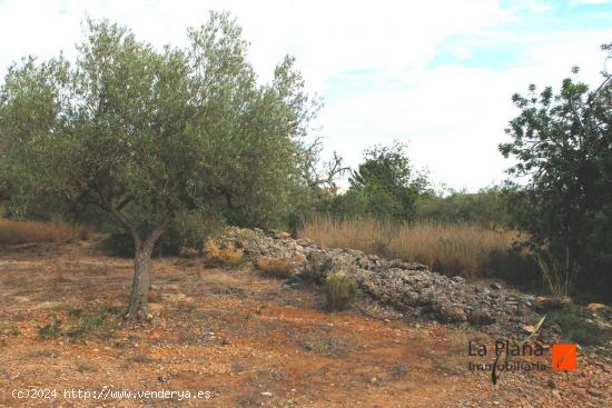  FINCA EN VENTA EN ALCANAR (TARRAGONA) - TARRAGONA 