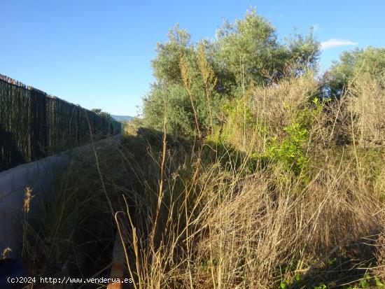 PARCELA RUSTICA, EN ZONA DE MASETS - CASTELLON