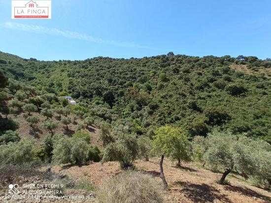 Gran vivienda con terreno en los Montes de Málaga - MALAGA