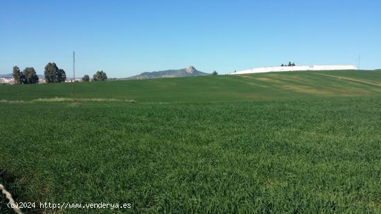 FINCA RÚSTICA ENTRE BELMEZ Y PEÑARROYA-PUEBLONUEVO - CORDOBA