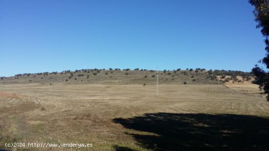 FINCA RÚSTICA ENTRE BELMEZ Y PEÑARROYA-PUEBLONUEVO - CORDOBA