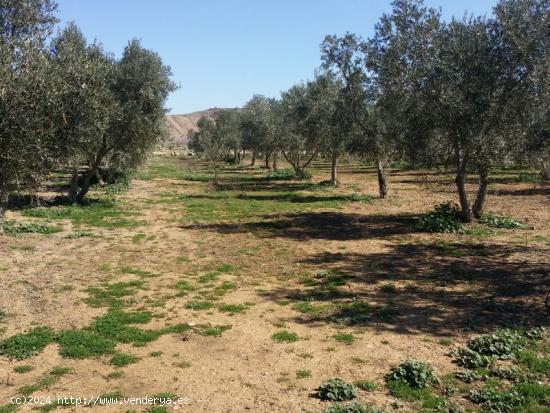 FINCA RÚSTICA A LA VENTA - CORDOBA