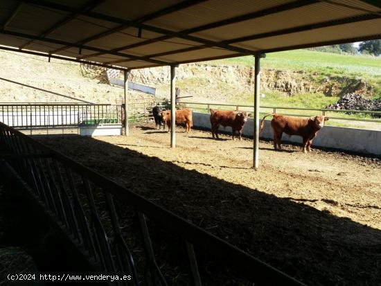 FINCA RÚSTICA DE 14 HA - CORDOBA