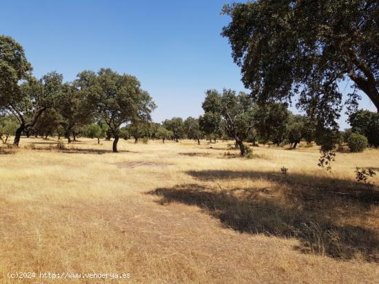 OLIVAR A LA VENTA EN VILLANUEVA DEL DUQUE - CORDOBA