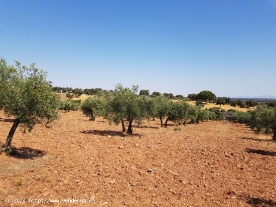 OLIVAR A LA VENTA EN VILLANUEVA DEL DUQUE - CORDOBA