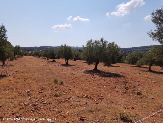 OLIVAR A LA VENTA EN VILLANUEVA DEL DUQUE - CORDOBA